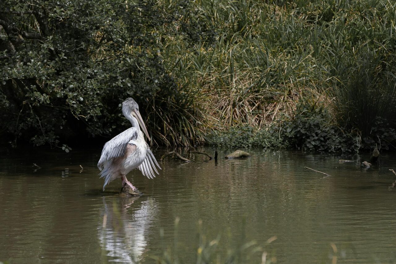 Excursii Ilganii de Jos în Delta Dunării – aproape de Tulcea și canale