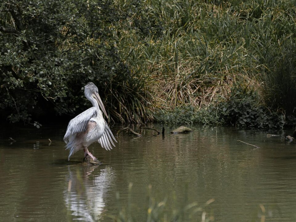 Excursii Ilganii de Jos în Delta Dunării – aproape de Tulcea și canale